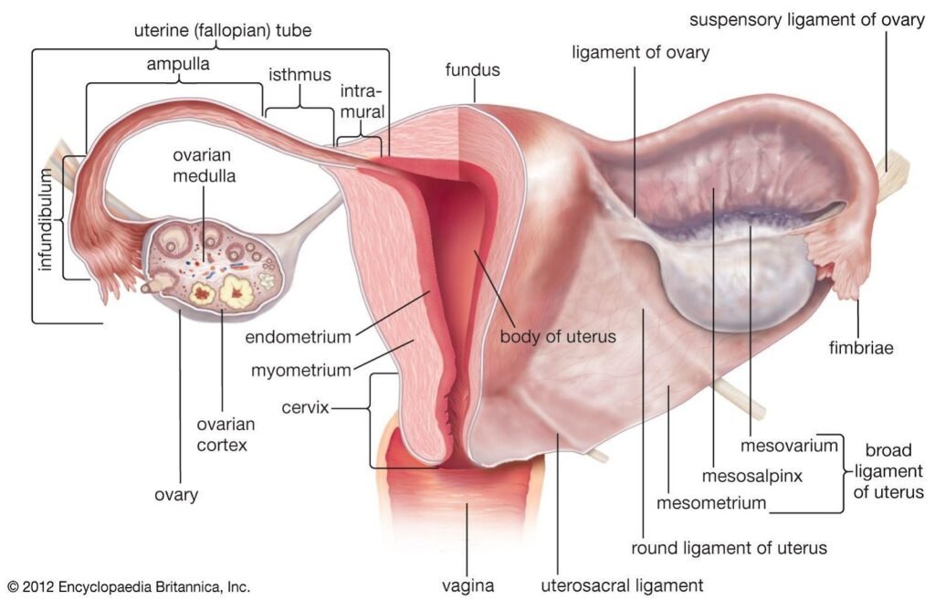 Anatomical diagram of the female reproductive system, showing the uterus, ovaries, and fallopian tubes.
