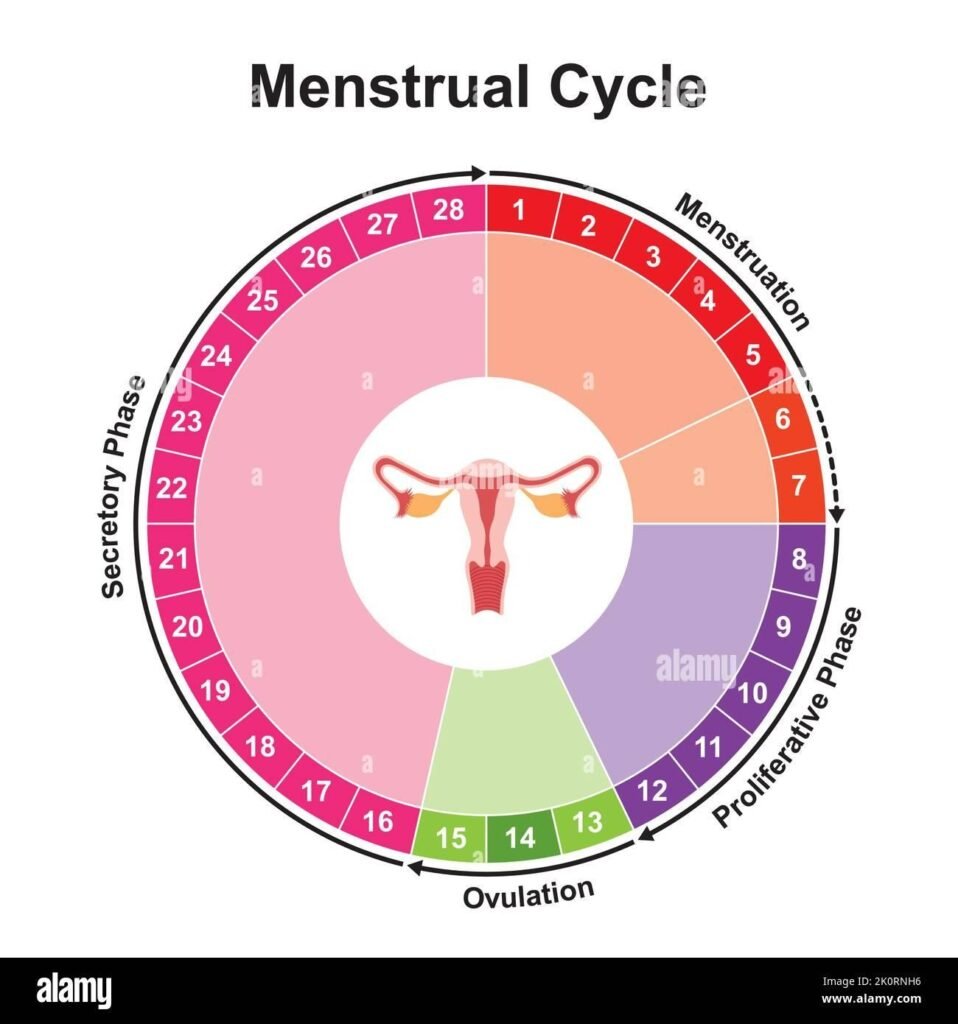 A diagram showing the phases of the menstrual cycle in a circular format.