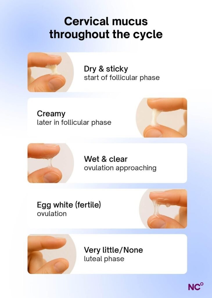 An infographic showing the different consistencies of cervical mucus throughout the menstrual cycle.